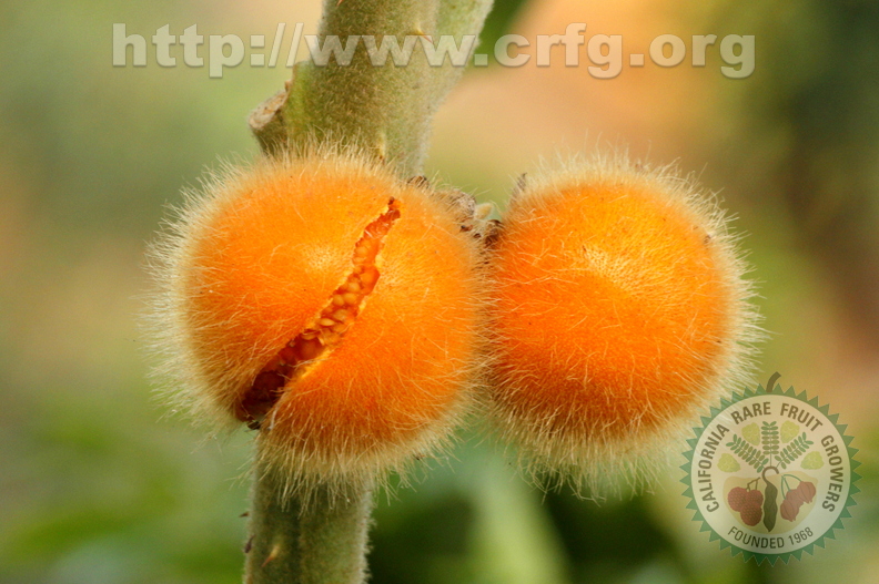 D96_Solanum_pseudolulo_-_Solanaceae_-_Naranjilla_del_Monte.JPG