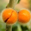 D96_Solanum_pseudolulo_-_Solanaceae_-_Naranjilla_del_Monte.JPG