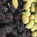 4th Place: Mulberries Of Unknown Varieties From A Park Next To The Colorado River Alana Lyn  Stern  Bullhead City, AZ.