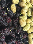 4th Place: Mulberries Of Unknown Varieties From A Park Next To The Colorado River Alana Lyn  Stern  Bullhead City, AZ.
