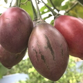 3rd Place: Solanum betaceum - Solanaceae – Tamarillo 
Anestor Mezzomo Florianópolis SC,  Brazil