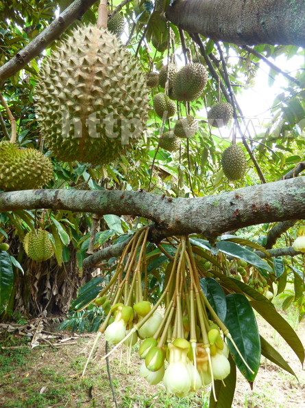 O13_Durian_3.jpg
