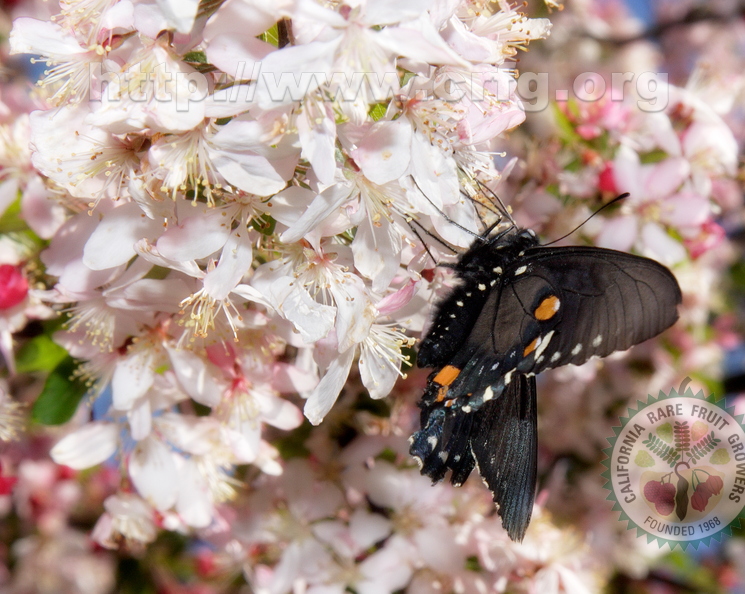 AK02_Butterfly_And_Apple_Blossoms_Stephanie_Luke.jpg