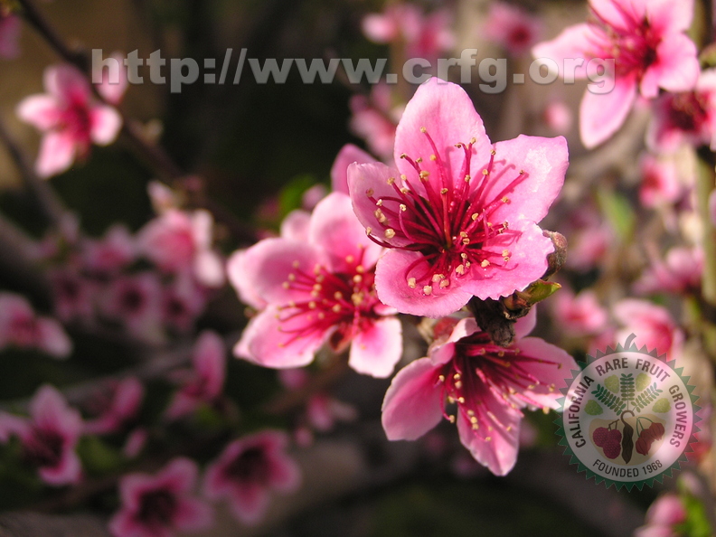 C02_Nectarine Blooms_Richard Sar