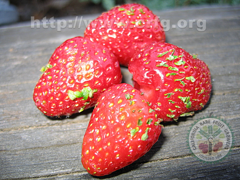 A01_Precocious_Strawberries