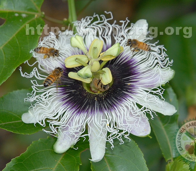 D30_Busy_bees_on_Kona_Hawaii_passion_fruit_flower.jpg