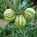 T037_Citrus sinensis var_ imperial - Rutaceae - Antônio Carlos - SC - Brazil - 30_12_2006 - Anestor Mezzomo