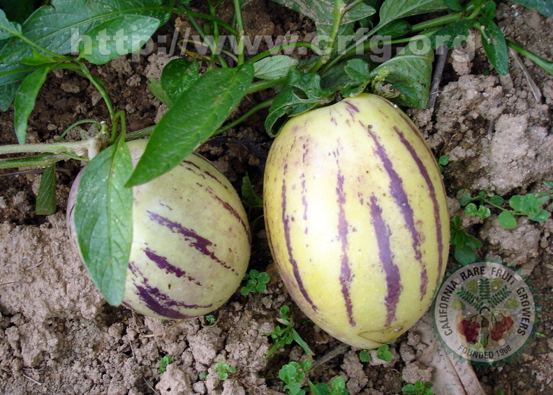 T100_Solanum muricatum - Solanaceae - Antônio Carlos - SC - Brazil - 21_10_2004 - Anestor Mezzomo