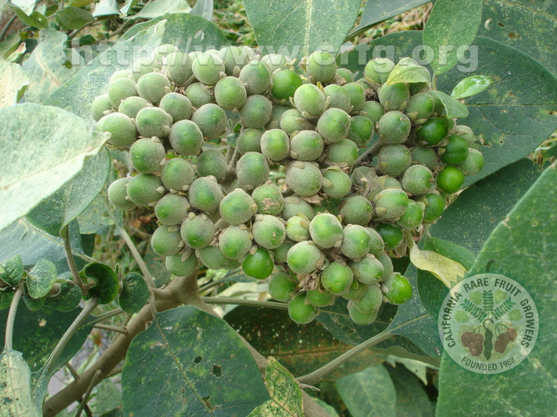 T101_Solanum_paniculatum_-_Solanaceae_-_Ant__nio_Carlos_-_SC_-__Brazil_-_13_11_2006_-_Anestor_Mezzomo.jpg