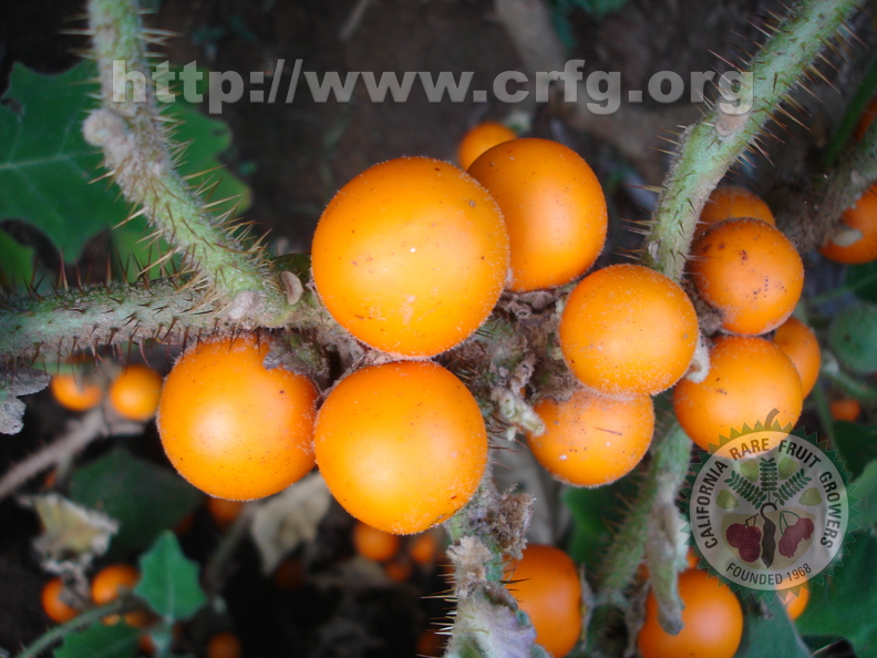 T102_Solanum_quitoense_-_Solanaceae_-_Ant__nio_Carlos_-_SC__-_Brazil_-_04_03_2007_-_Anestor_Mezzomo_.JPG