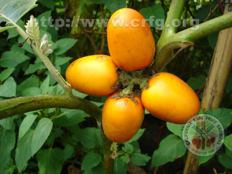 T104_Solanum_sessiflorum_-_Solanaceae_-_Ant__nio_Carlos_-_SC_-_Brazil_-_16_04_2006_-_Anestor_Mezzomo.jpg