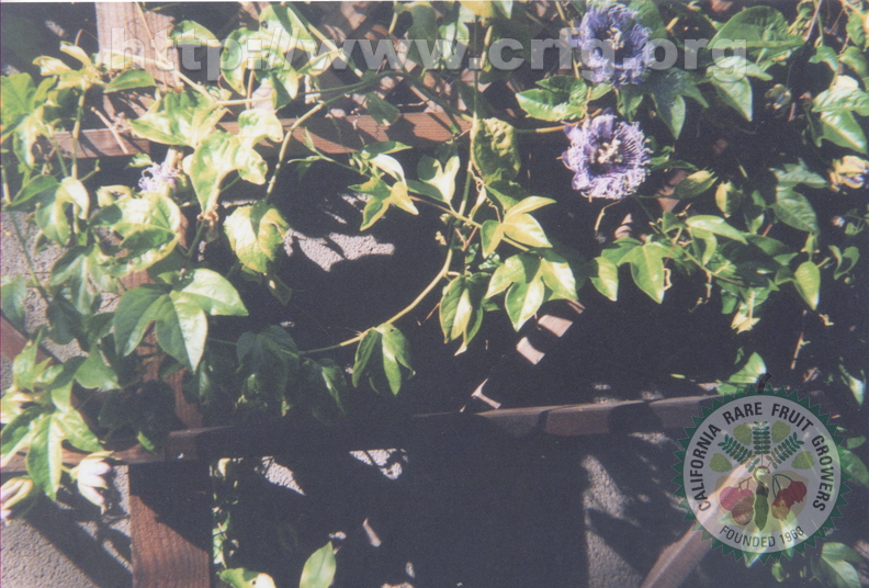 V05_Passiflora_Edulus.jpg