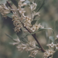 X02_Russian_Olive Blossoms