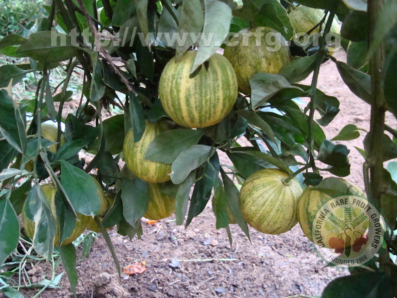 AE13_Citrus_sinensis_-_Rutaceae_-_Imperial_Orange_-_Anestor_Mezzomo.JPG