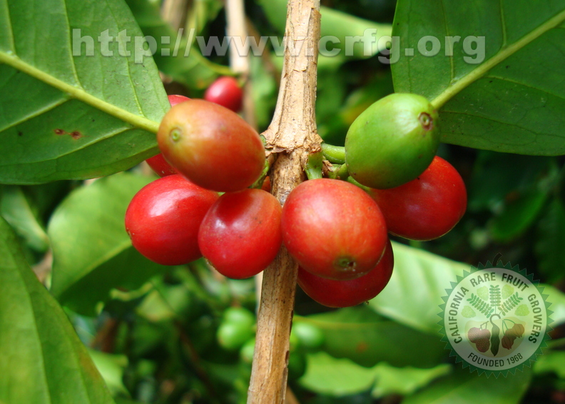AE26_Coffea_arabica_-_Rubiaceae_-_Coffee_berries_-_Anestor_Mezzomo.JPG