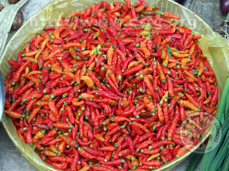 K14_Chili pepper