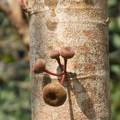 K24_Ficus auriculata