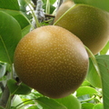 R34_Asian Pear