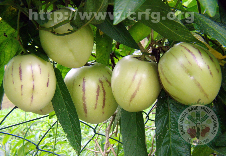 A10_Solanum_muricatum_-_Pepino_Dulce.JPG