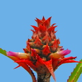 Ananas_parguazensis__Bromeliaceae__1_.jpg