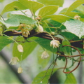 Schisandra chinensis Schisandraceae Magnolia Vine Blossoms