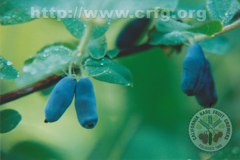 C09_Lonicera_kamtchatica_Caprifoliaceae_Honeyberry.jpg