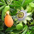 L02_Passion_Fruit_and_Flower.JPG