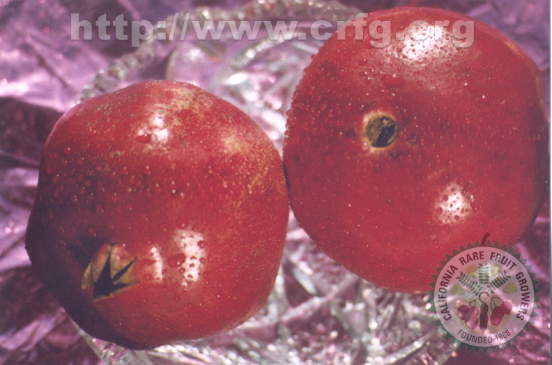 N09_Punica_granatum_Wonderful_Pomegranate.jpg