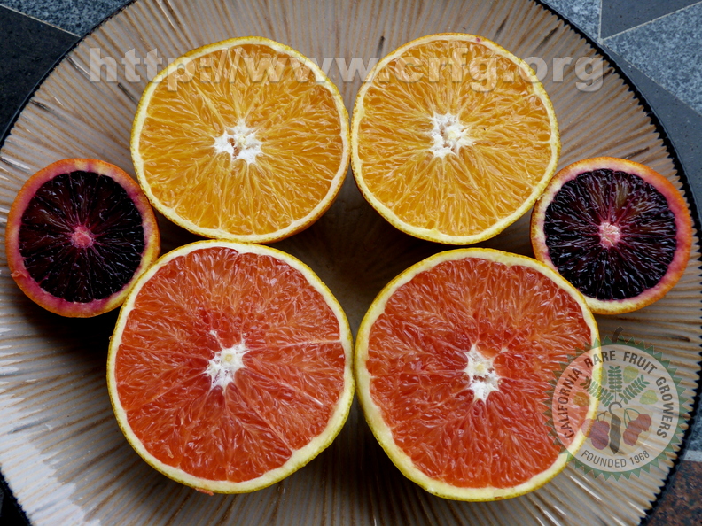 Oranges_Cara_cara_Washington_Navel_Blood.jpg