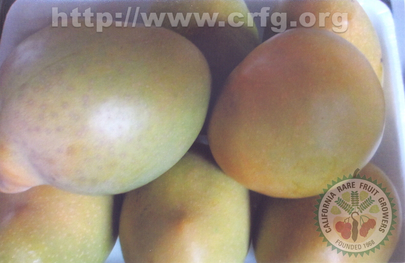 G17_Beautiful_sweet__amp__smooth_mangoes.jpg