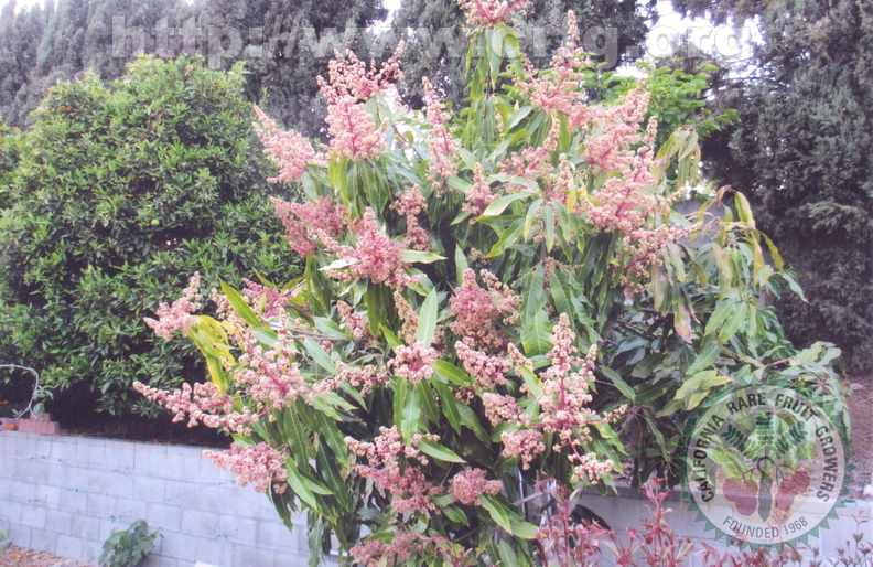 G18_Mango_tree_in_full_bloom_this_spring_in_back_yard.jpg