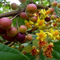 Phalsa Flowers and Fruit Closeup