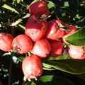 Syzygium paniculatum Australia