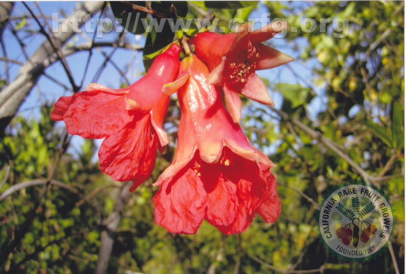 M01_Pomegranate_Flowers_Fleishman.jpg