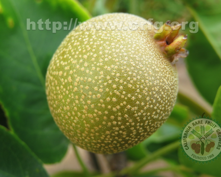 F01_Asian_Apple_Pear_Pyrus_Pyrifolia_D_Chojuro.jpg