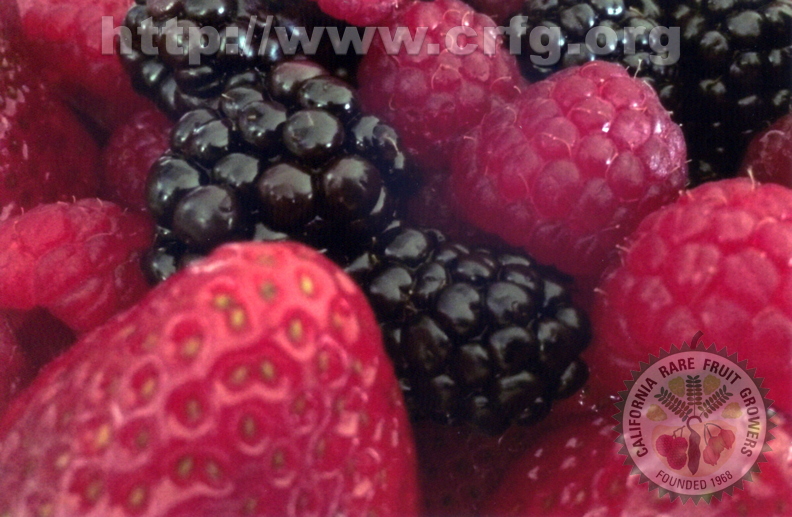 L01_Raspberries_Blueberries_Strawberries.jpg