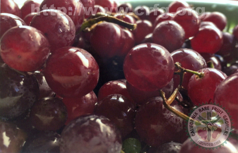 L02_red_Seedless_Grapes.jpg