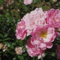 Roses.JPG