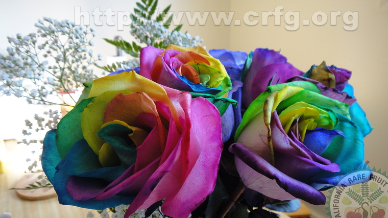 magnificent_multicoloured_roses.JPG
