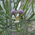 Fruit of a Pencil Plant (Euphorbia)