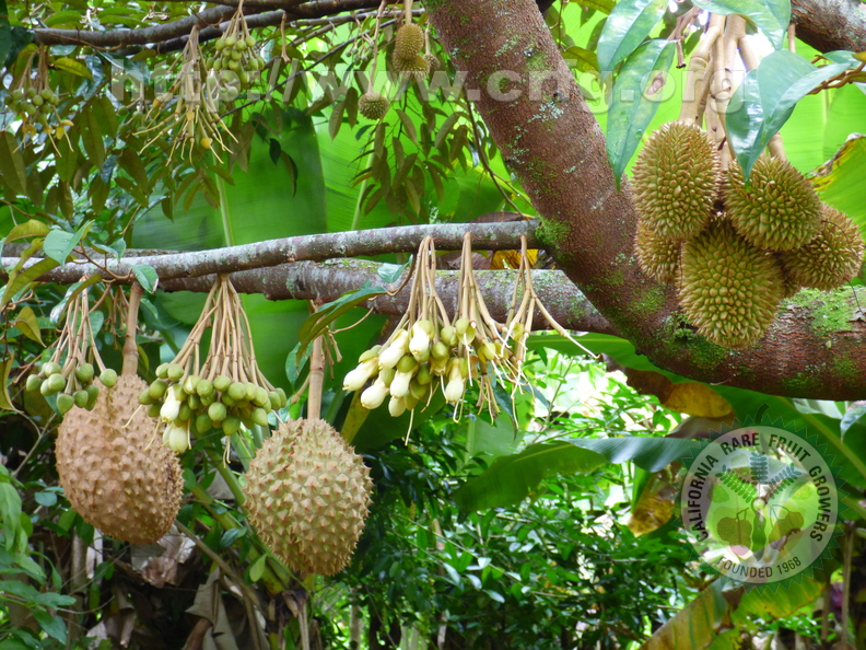 Durian_1.jpg