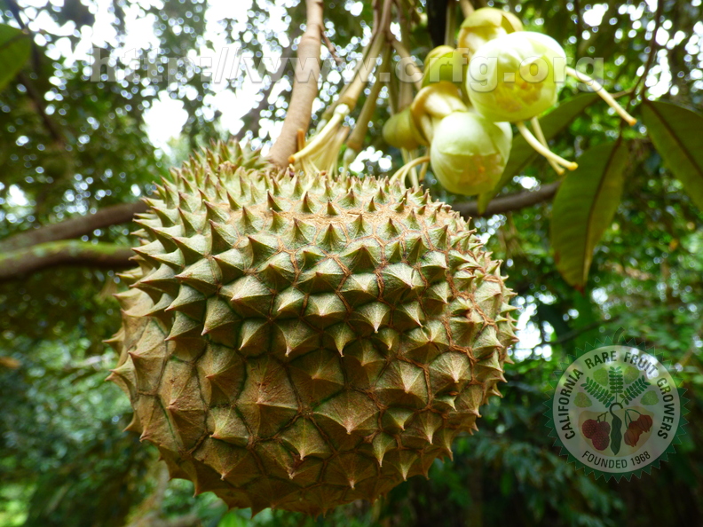 Durian_4.jpg
