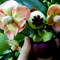Mangosteen_Flower_to_Fruit_on_Tree.jpg