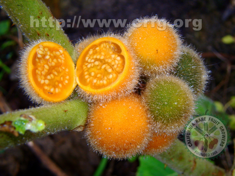 1st Place:	Solanum pseudolulo - Solanaeae	 
Anestor Mezzomo	Florianópolis, SC Brazil