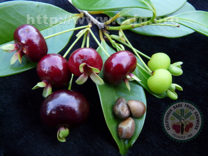4th Place:	
Brazilian Cherry different stages ripening with seeds	
Oscar Jaitt	Pahoa, Hawaii
