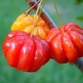 D11_Eugenia_uniflora_-_Myrtaceae_-_Pitanga_or_Surinam_Cherry.JPG