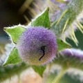 Third Place: Solanum pectinatum - Solanaceae - Naranjilla