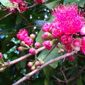G03_Blossoms_of_Malay_apple.JPG