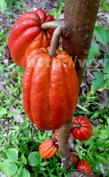 Third Place: Cacao Pods Red on Tree