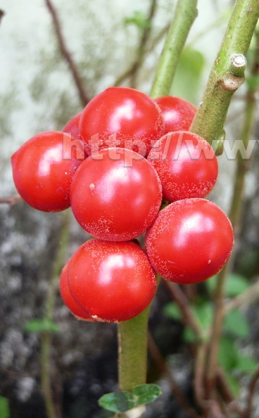 J17_Solanum_baquicha_Red_Naranjilla.JPG